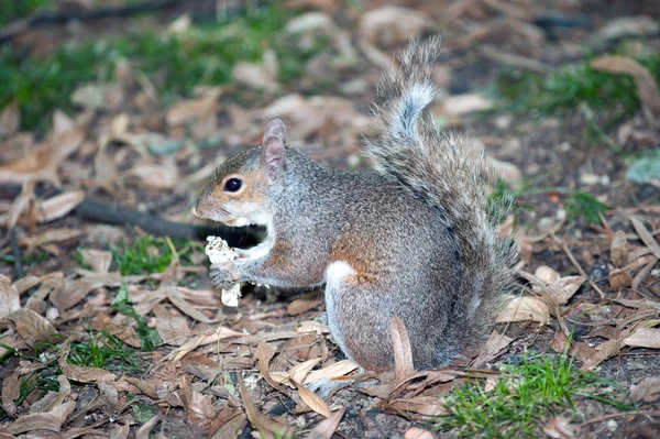 Écureuil gris dans le sous-bois — Photo