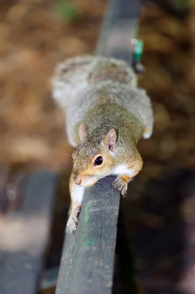 Gray squirrel in the undergrowth — Stock Photo, Image