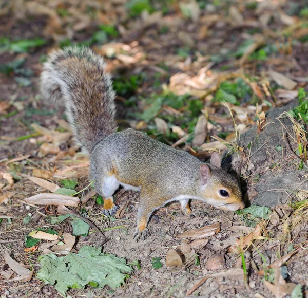 Gray squirrel in the undergrowth — Stock Photo, Image