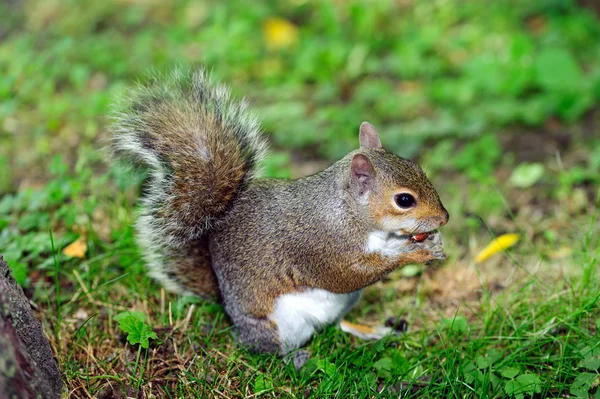 Gray squirrel in the undergrowth — Stock Photo, Image