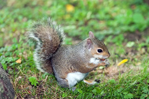 Esquilo cinzento na vegetação inferior — Fotografia de Stock