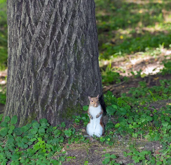 Gray squirrel in the undergrowth — Stock Photo, Image