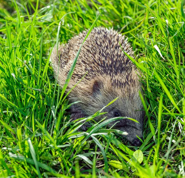 European Hedgehog — Stock Photo, Image