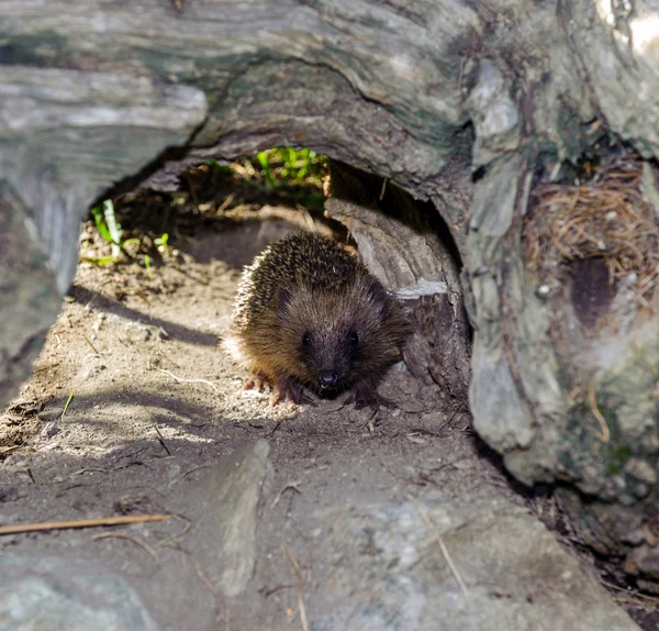 Hedgehog Eropa — Stok Foto