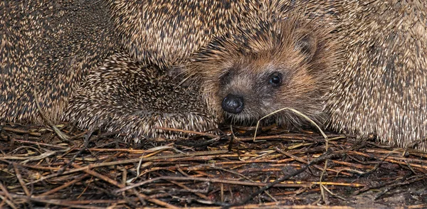 European Hedgehog — Stock Photo, Image