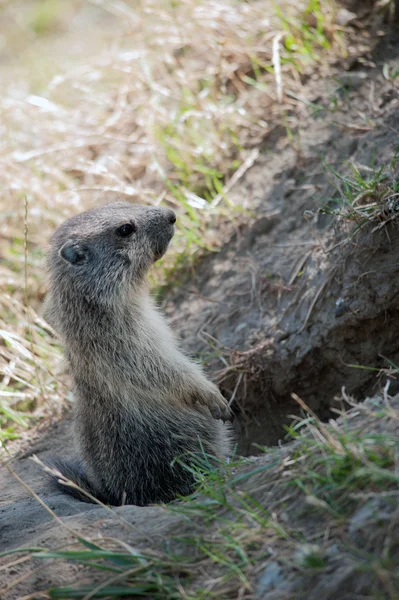 Marmota alpina — Foto de Stock