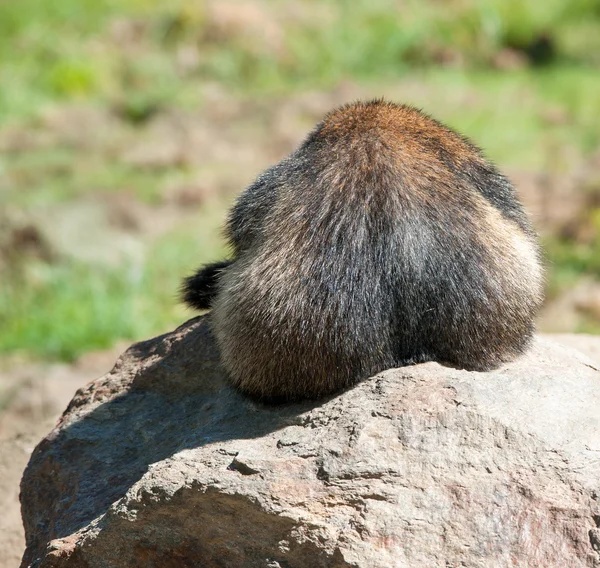 Marmota alpina — Foto de Stock