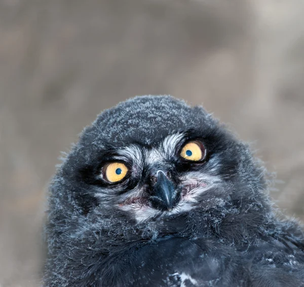 Snöuggla — Stockfoto