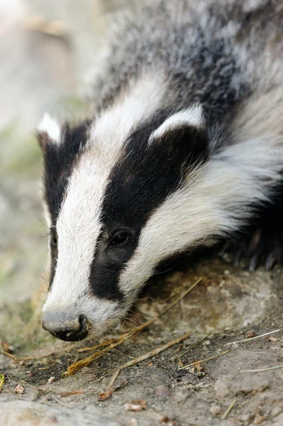 Badger - Meles meles — Stockfoto