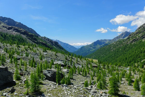 Jeune conifère se levant haut dans les montagnes — Photo