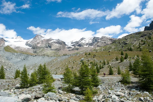 Jeune conifère se levant haut dans les montagnes — Photo