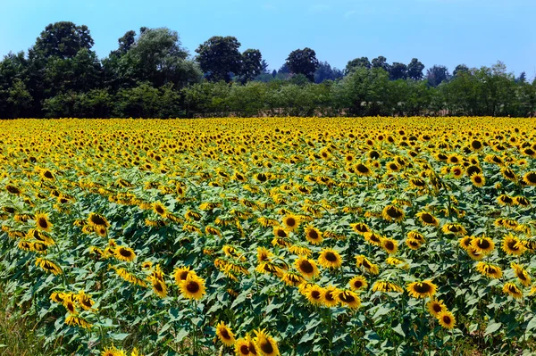 Campo de girasoles Fotos De Stock Sin Royalties Gratis