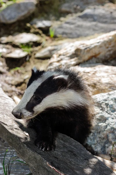 Badger - Meles meles Rechtenvrije Stockfoto's