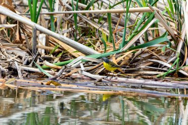 Bataklıkta gri kuyruksallayan