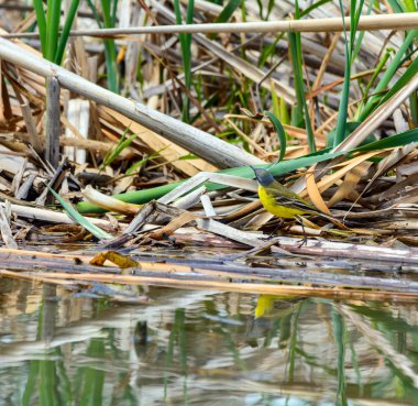 Bataklıkta gri kuyruksallayan