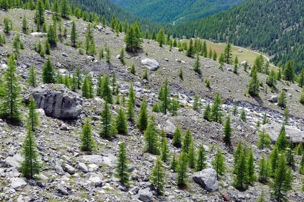 Молодые хвойные деревья растут высоко в горах — стоковое фото