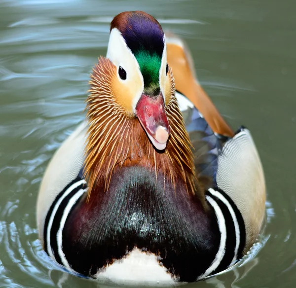 Mandarin Duck — Stock Photo, Image