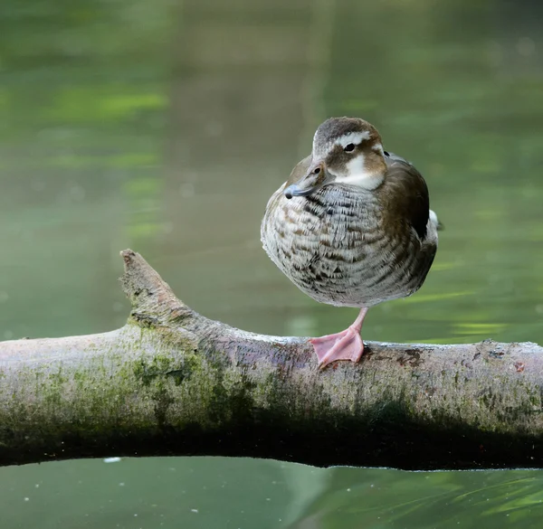 Duck on branch — Stock Photo, Image