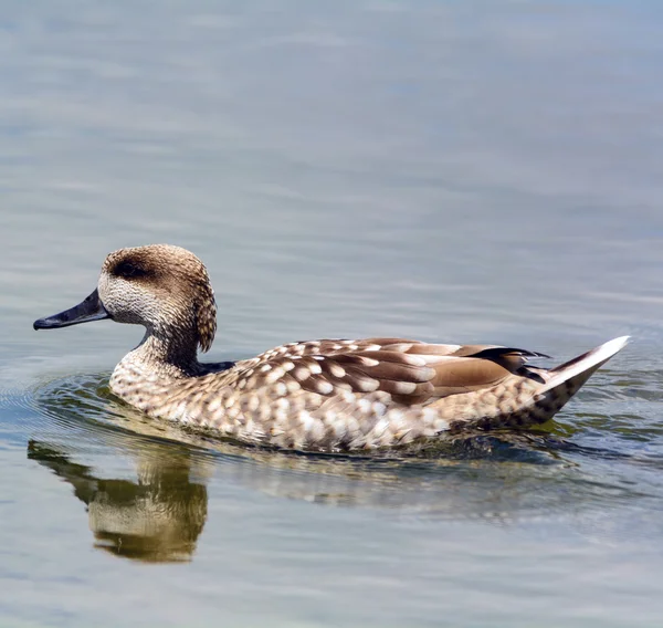 Anatra marmorizzata — Foto Stock