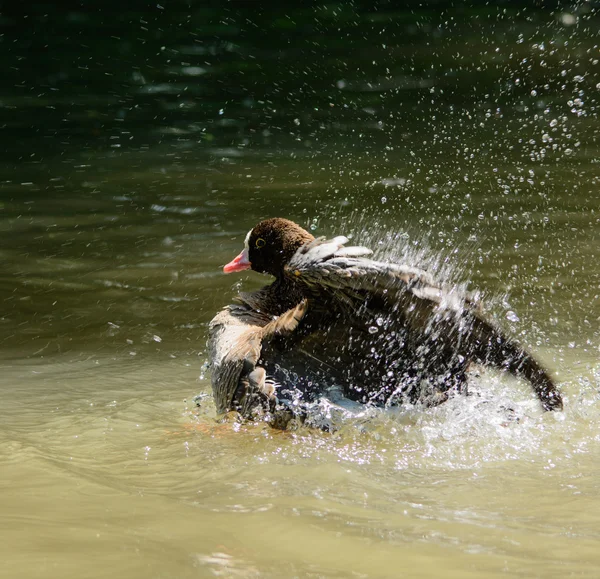 White-fronted Goose — Stock Photo, Image