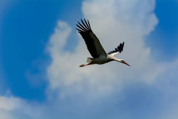 Cigüeña volando en el cielo —  Fotos de Stock