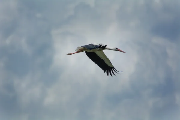 Cigüeña volando en el cielo —  Fotos de Stock
