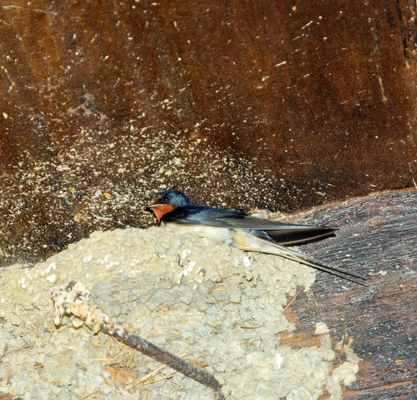 Oiseau sur fond en bois — Photo