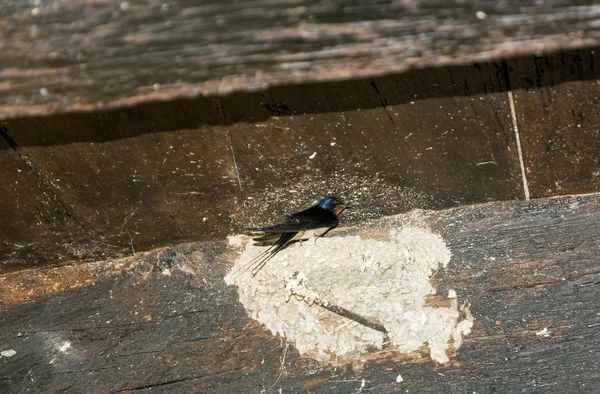 木制背景上的鸟 — 图库照片