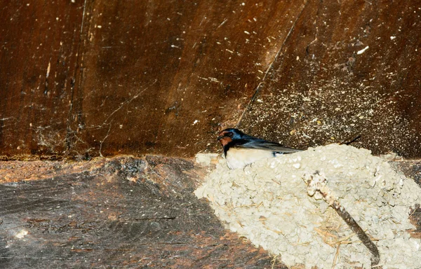 Pájaro sobre fondo de madera — Foto de Stock