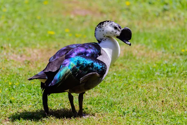 Anatra dal dosso — Foto Stock