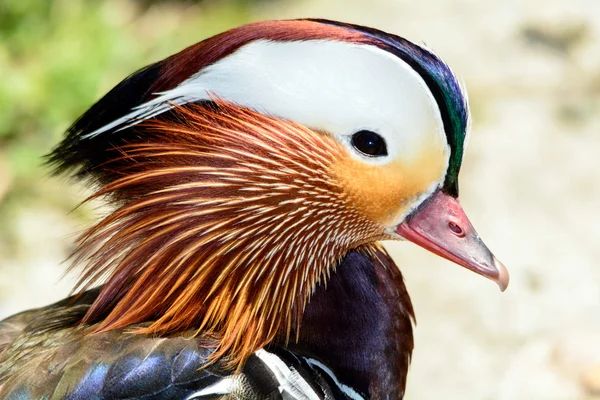 Mandarin Duck — Stock Photo, Image