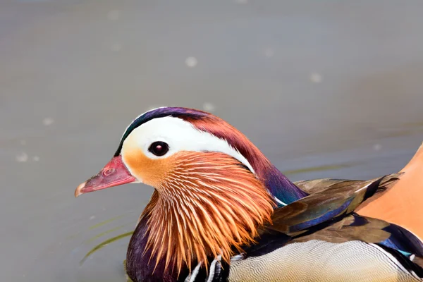 Mandarin Duck — Stock Photo, Image