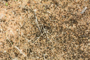 doğa içinde karıncalar