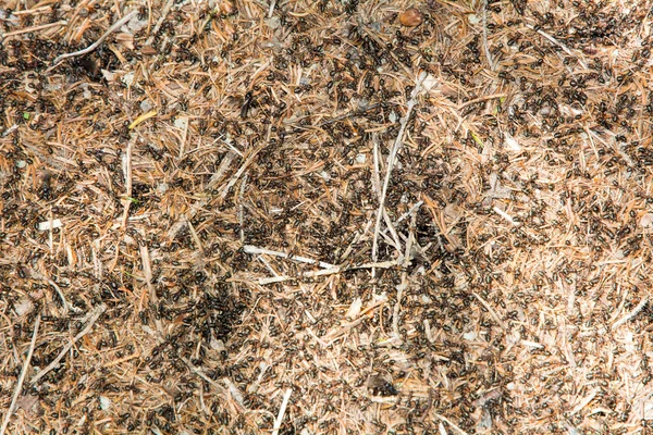 Mieren in de natuur — Stockfoto