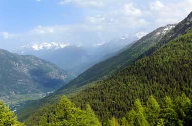 Çam ve dağlarda iğne yapraklılar
