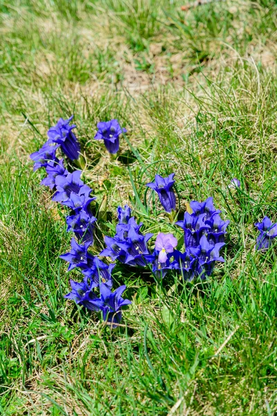 Purple flowers in mountains — Stock Photo, Image