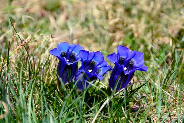 Fialové květy v horách — Stock fotografie