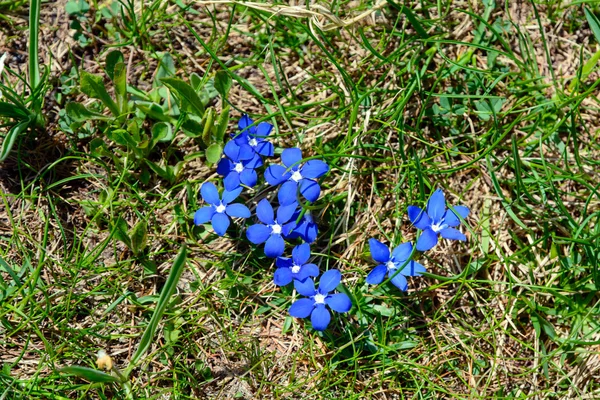 Purple flowers in mountains — Stock Photo, Image