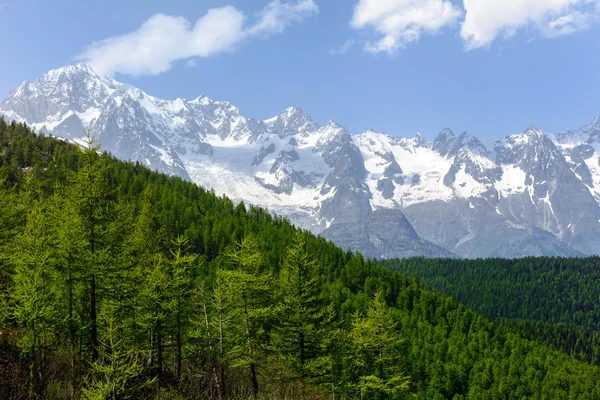 Conifere con Monte Bianco — Foto Stock