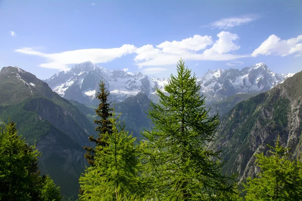 Mont Blanc ile iğne yapraklılar — Stok fotoğraf