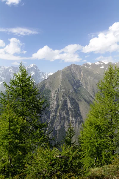 Conifere con Monte Bianco — Foto Stock