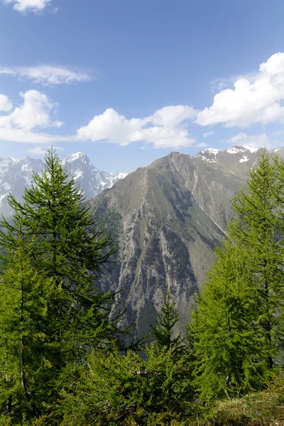 Nadelbäume mit mont blanc — Stockfoto