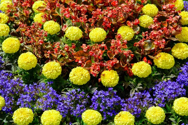 Cama de flores — Fotografia de Stock