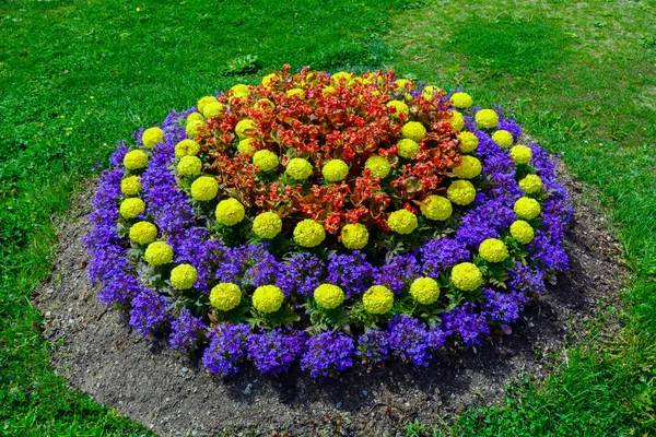 Cama de flores — Fotografia de Stock