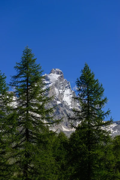 Matterhorn sedd från skogen — Stockfoto