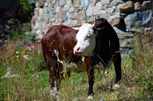 Vache laitière dans les pâturages — Photo