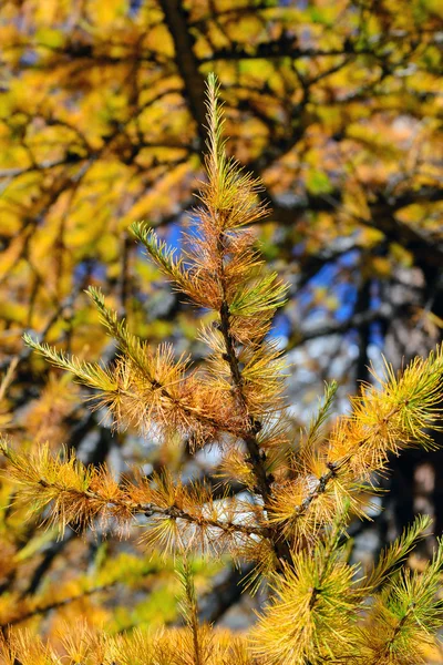 Autumn in the Alps — Stock Photo, Image