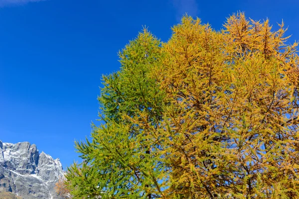 Autumn trees — Stock Photo, Image