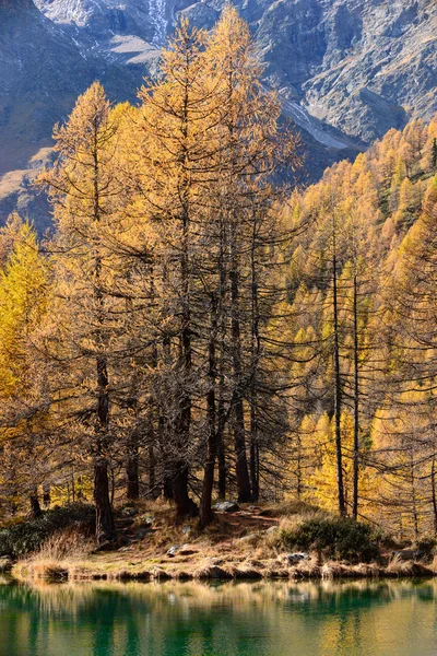 Forêt en automne — Photo