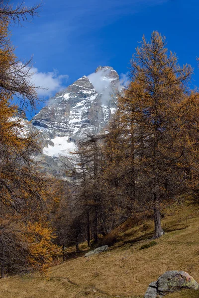 Meadow in the mountains — Stock Photo, Image